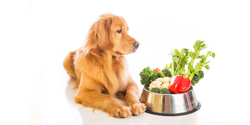 野菜と犬